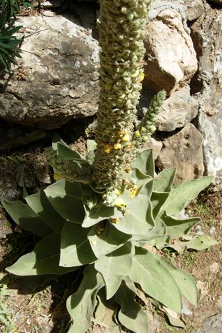 Da Creta: sei fiori senza identit
